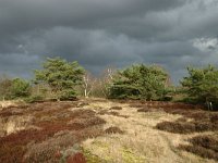 NL, Drenthe, Midden-Drenthe, Zuiderhijken 8, Saxifraga-Hans Boll