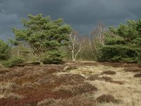 NL, Drenthe, Midden-Drenthe, Zuiderhijken 9, Saxifraga-Hans Boll