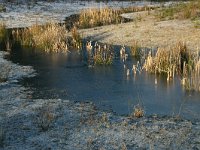 NL, Drenthe,  Westerveld, Wateren 1, Saxifraga-Hans Boll