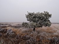 NL, Drenthe, Westerveld, Benderse Berg 1, Saxifraga-Hans Dekker