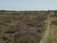 NL, Drenthe, Westerveld, Doldersummer Veld 6, Saxifraga-Willem van Kruijsbergen