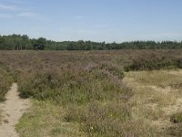 NL, Drenthe, Westerveld, Doldersummer Veld 9, Saxifraga-Willem van Kruijsbergen