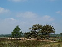 NL, Drenthe, Westerveld, Drostenveen 1, Saxifraga-Hans Dekker