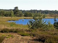 NL, Drenthe, Westerveld, Drostenveen 3, Saxifraga-Hans Dekker