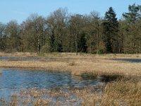 NL, Drenthe, Westerveld, Dwingelder Veld, Diepveen 1, Saxifraga-Marijke Verhagen