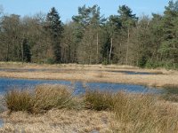 NL, Drenthe, Westerveld, Dwingelder Veld, Diepveen 5, Saxifraga-Marijke Verhagen