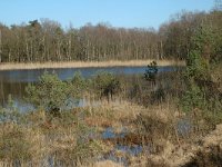 NL, Drenthe, Westerveld, Dwingelder Veld, Kliploo 2, Saxifraga-Marijke Verhagen