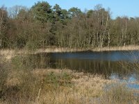 NL, Drenthe, Westerveld, Dwingelder Veld, Kliploo 5, Saxifraga-Marijke Verhagen