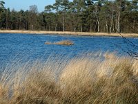 NL, Drenthe, Westerveld, Dwingelder Veld, Zandveen 4, Saxifraga-Marijke Verhagen