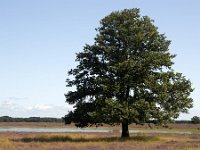 Solitary Common oak (Quercus robur) on heath of Dwingelderveld National Park; Drenthe, Netherlands  Solitary Common oak (Quercus robur) on heath of Dwingelderveld National Park; Drenthe, Netherlands : heath, heather, np, nationa, l park, Dwingelderveld, Dwingeloo, Drenthe, Netherlands, Europe european, Dutch, nature, natural, rural landscape, tree, heathland, oak tree, summer, summertime, rural, rural scene, non-urban scene, outside, outdoor, outdoors, no people, nobody