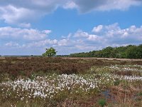 NL, Drenthe, Westerveld, Dwingelderveld 8, Saxifraga-Hans Dekker