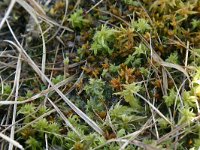 NL, Drenthe, Westerveld, Ganzenpoel 4, Saxifraga-Hans Boll