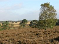 NL, Drenthe, Westerveld, Havelterberg 24, Saxifraga-Hans Dekker