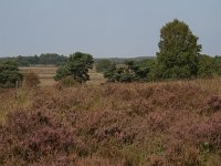 NL, Drenthe, Westerveld, Havelterberg 27, Saxifraga-Hans Dekker