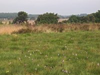 NL, Drenthe, Westerveld, Havelterberg 31, Saxifraga-Hans Dekker