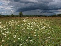 NL, Drenthe, Westerveld, Havelterberg 34, Saxifraga-Hans Dekker