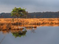 NL, Drenthe, Westerveld, Holtveen 14, Saxifraga-Hans Dekker