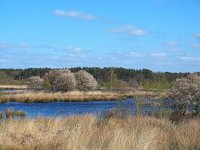 NL, Drenthe, Westerveld, Holtveen 18, Saxifraga-Hans Dekker