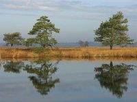 NL, Drenthe, Westerveld, Holtveen 2, Saxifraga-Hans Dekker