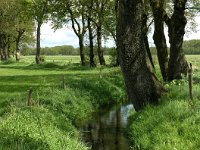 NL, Drenthe, Westerveld, Hoorns, Kraloerheide 2, Saxifraga-Hans Dekker