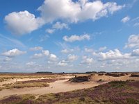 NL, Drenthe, Westerveld, Kloosterveld 5, Saxifraga-Hans Dekker