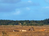 NL, Drenthe, Westerveld, Kraloerheide 26, Saxifraga-Hans Dekker