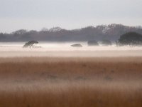 NL, Drenthe, Westerveld, Kraloerheide 32, Saxifraga-Hans Dekker