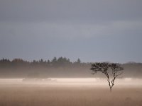 NL, Drenthe, Westerveld, Kraloerheide 34, Saxifraga-Hans Dekker