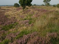 NL, Drenthe, Westerveld, Kraloerheide 7, Saxifraga-Hans Boll