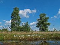 NL, Drenthe, Westerveld, Lange Poel 4, Saxifraga-Hans Dekker