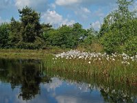 NL, Drenthe, Westerveld, Lange Poel 5, Saxifraga-Hans Dekker