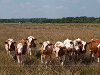 NL, Drenthe, Westerveld, Leggelderveld 1, Saxifraga-Hans Dekker