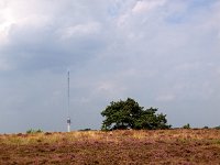 NL, Drenthe, Westerveld, Leggelderveld 2, Saxifraga-Hans Dekker