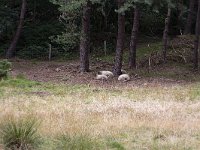 Small herd of Drenthe Heath Sheep (Drents Heideschaap) used for vegetition manemant in forest  Small herd of Drenthe Heath Sheep (Drents Heideschaap) used for vegetition manemant in forest : Small herd of Drenthe Heath Sheep (Drents Heideschaap) used for vegetition manemant in forest