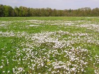 NL, Drenthe, Westerveld, Slichteveen 1, Saxifraga-Hans Dekker