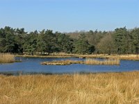 NL, Drenthe, Westerveld, Smitsveen 1, Saxifraga-Hans Dekker