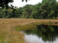 NL, Drenthe, Westerveld, Uffelter Binnenveld 1, Saxifraga-Hans Dekker