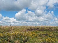 NL, Drenthe, Westerveld, Wapserveld 1, Saxifraga-Hans Dekker