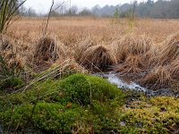 NL, Drenthe, Westerveld, Wapserveld Sinnig 1, Saxifraga-Hans Dekker