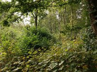 NL, Flevoland, Lelystad, Hollandse Hout 5, Saxifraga-Foto Fitis-Sytske Dijksen