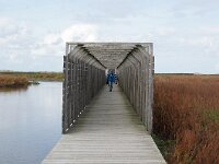 NL, Flevoland, Lelystad, Marker Wadden 5, Saxifraga-Foto Fitis-Sytske Dijksen