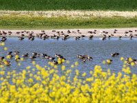 NL, Flevoland, Lelystad, Oostvaardersplassen 110, Saxifraga-Foto Fitis-Sytske Dijksen