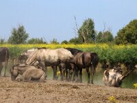 NL, Flevoland, Lelystad, Oostvaardersplassen 111, Saxifraga-Foto Fitis-Sytske Dijksen