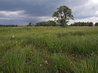 NL, Friesland, Achtkarspelen, Polder Rohel 1, Saxifraga-Hans Dekker