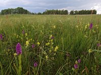 NL, Friesland, Achtkarspelen, Polder Rohel 2, Saxifraga-Hans Dekker