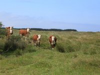 NL, Friesland, Ameland, Ballumerduinen 2, Saxifraga-Hans Boll