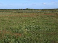 NL, Friesland, Ameland, Grootslegt 3, Saxifraga-Hans Boll