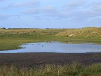 NL, Friesland, Ameland, Jan Roepeheide 1, Saxifraga-Hans Boll