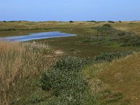 NL, Friesland, Ameland, Jan Roepeheide 5, Saxifraga-Hans Boll