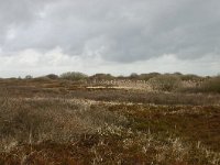 NL, Friesland, Ameland, Lange Duinen 3, Saxifraga-Hans Boll